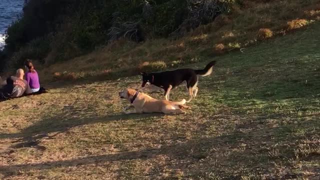 Tan dog glides his body across grass