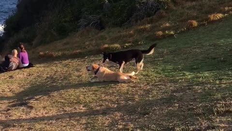 Tan dog glides his body across grass