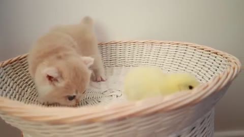 Kittens walk a tiny chicken