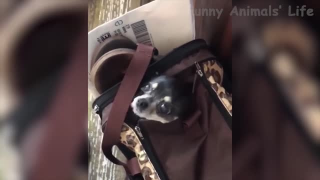 Dog in bag
