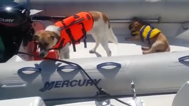 Dogs are funny/amazing on boat!