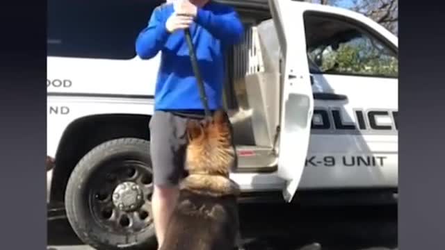 Super Funny Dog Videos 😂LAUGH at FUNNY DOGS 🐶