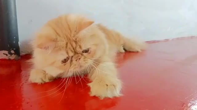 Cute Cat can play with stick