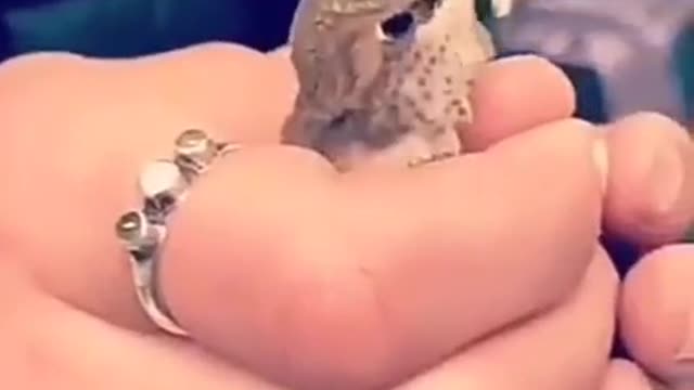 birds#wildliferescue.