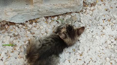 A cat plays with his brother