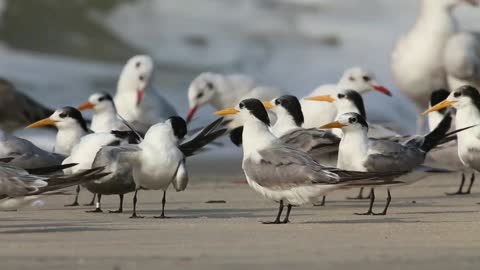 The birds are playing by the river.