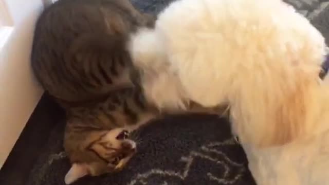 White dog playing with cat while cat is upsidedown