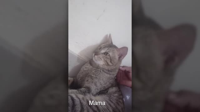 The cat is speaking in another language