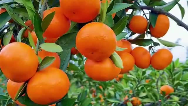 The fresh yellow tangerines hanging on the branches are delicious.