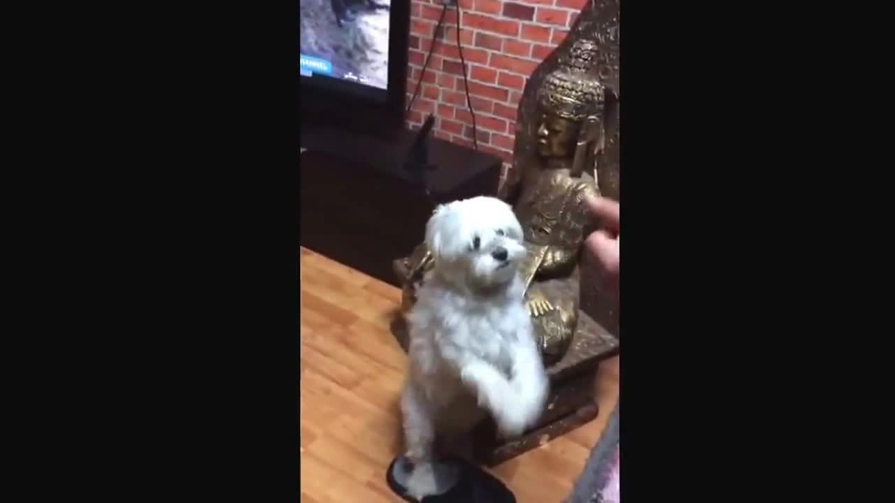 DOG WITH RYTHM