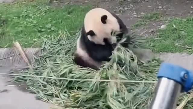 Panda At Play