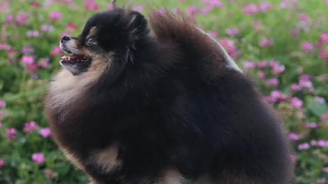 The greatest joy a dog can bring to a person is