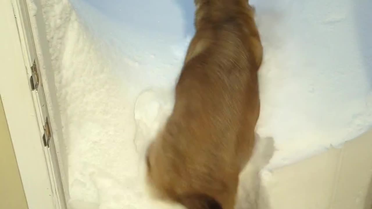 Dog Jumps Into Snowed-In Doorway