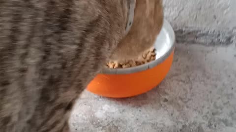 Catseye