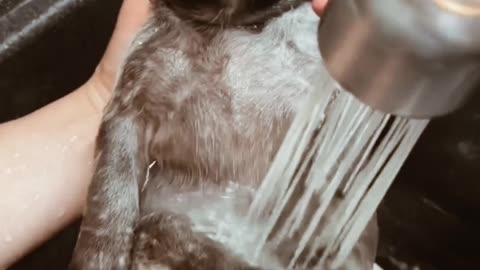 Dogs funny