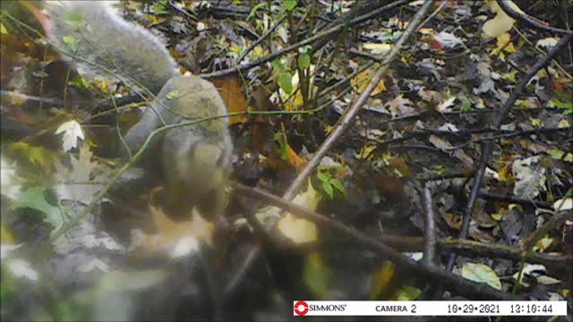 Backyard Trail Cam - Squirrel