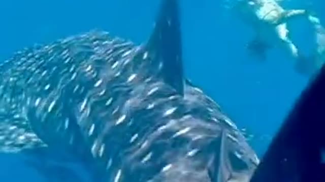 see whales up close