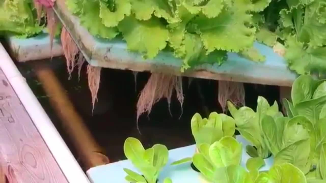 What it takes to be successful in aquaponics farming.