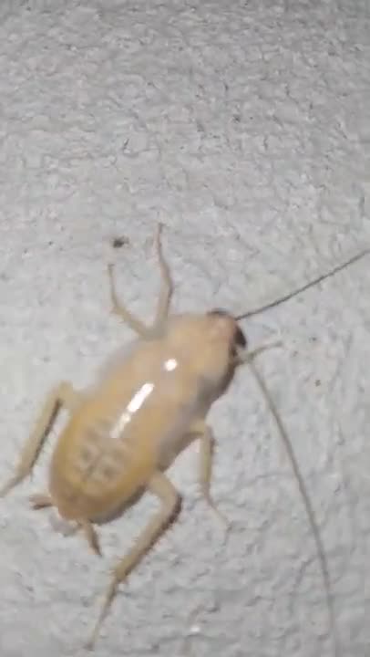 white cockroach ecdysis😱🤩😁