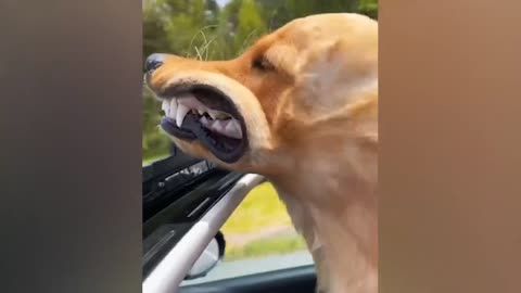 Strange pleasures of dogs