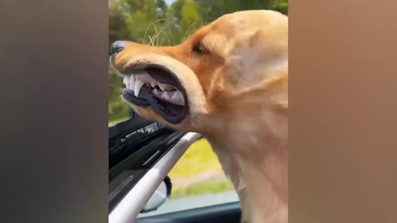 Strange pleasures of dogs