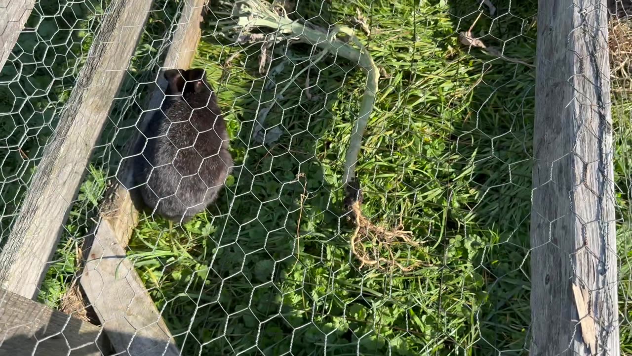 Raising Meat Rabbits In Colonies and Cages.