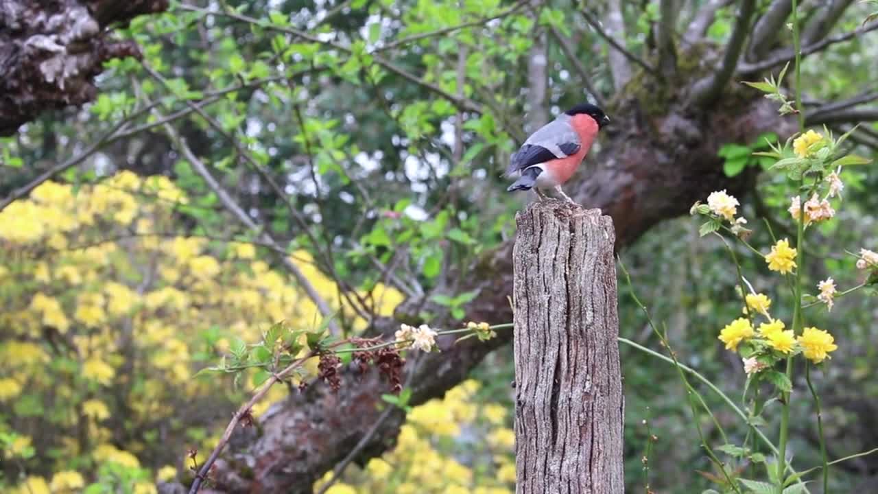 EURASIAN BULLFINCH PLAYING