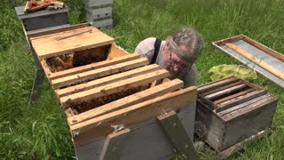 Weird Sounds Inside the Beehive