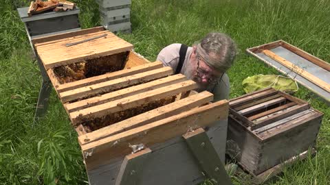 Weird Sounds Inside the Beehive