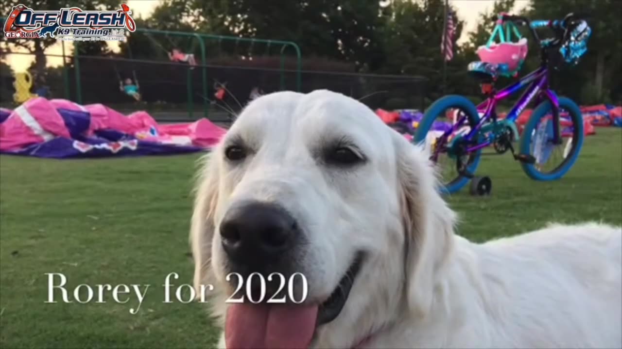 Rory _ 1 Year Old English Cream Retriever _ Augusta Dog Training _ Board and Train _