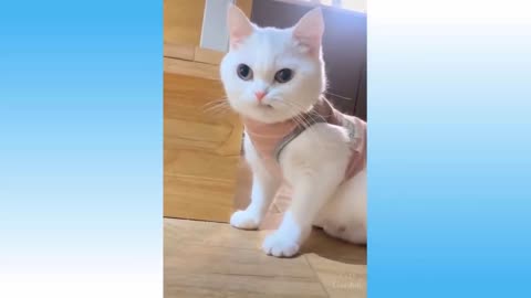 🐶 Dogs And 😹 Cats In Funny Situations - Try Not To Laugh 😂