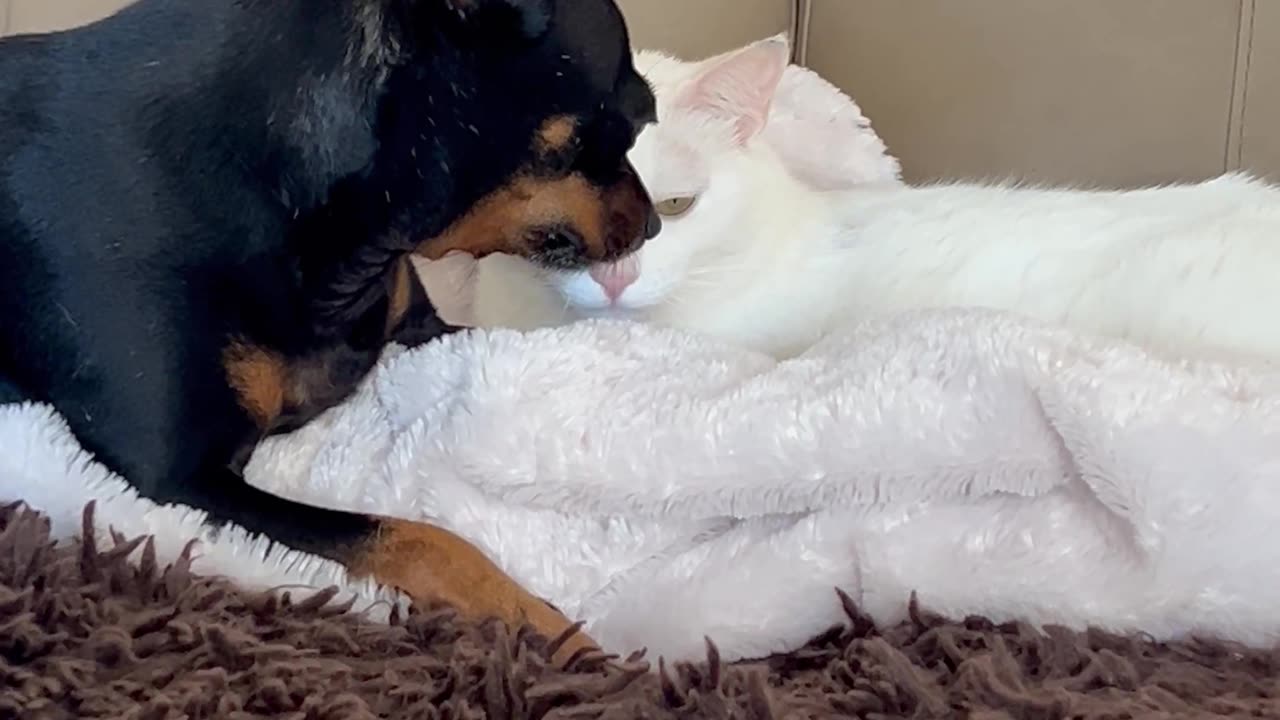 Dog Wants Cat to Keep Grooming Her