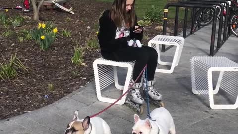 English Bulldog in Bratislava
