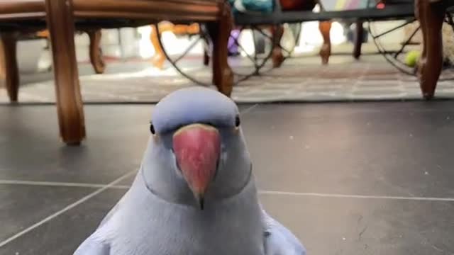 Small parrot taking a selfie