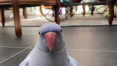 Small parrot taking a selfie