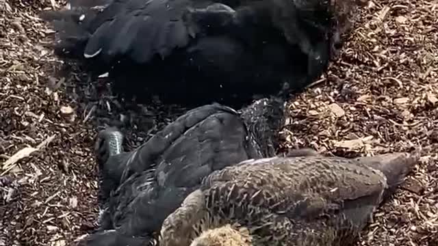 Icelandic Chicks sunbathing