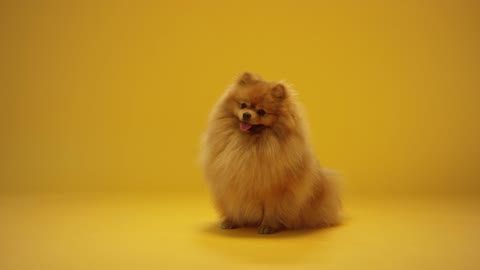 A Cute Pomeranian Dog