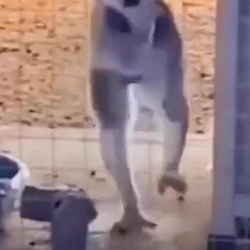 Funny pets video 005