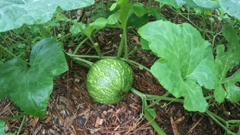 My Florida Summer Permaculture Garden