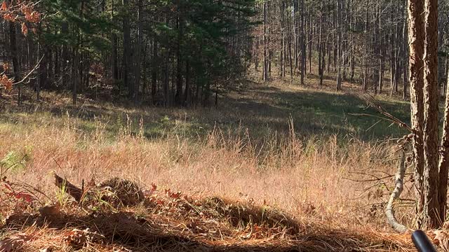 Deer hunting a food plot