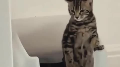 Wait for it - funny cat