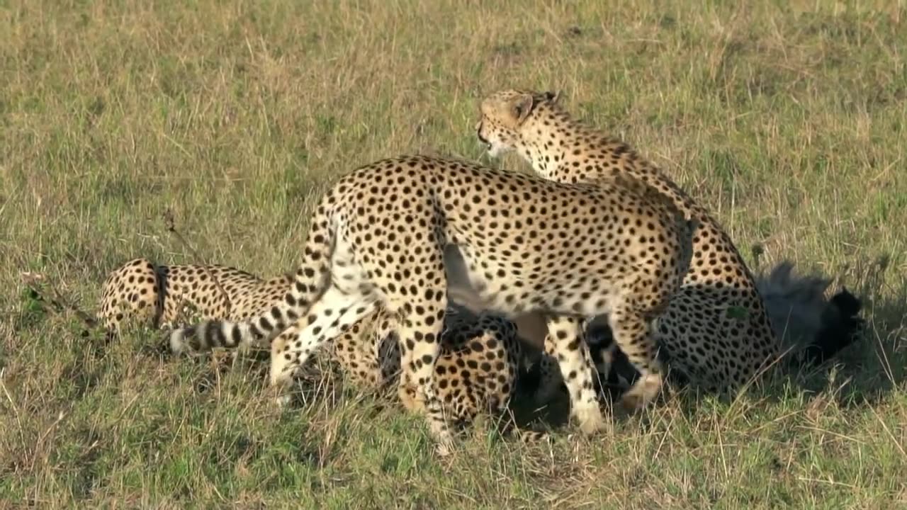 A Cheetah Hunting Animals