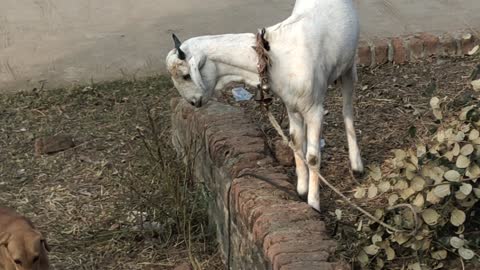 Dog & Goat fight