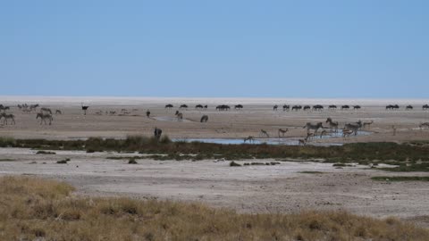 Wild sheep grazing by a stream