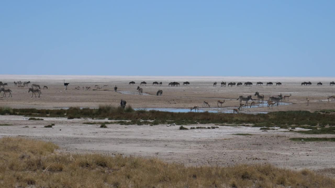 Wild sheep grazing by a stream