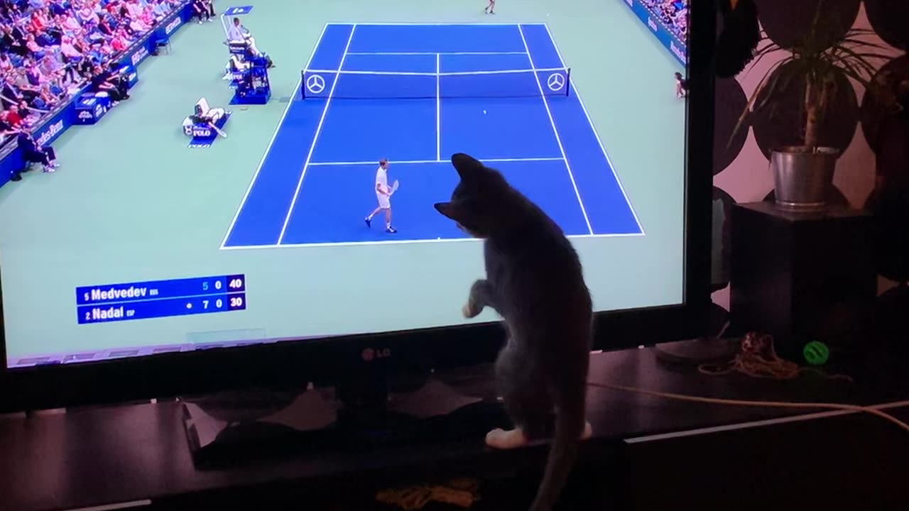 Kitten fail while watching tennis