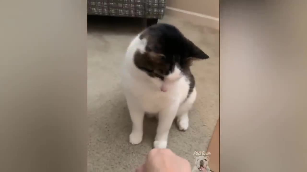 Try Not To LÅUGH - Funny PET Reaction 2020