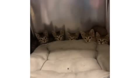 Funny Kittens (It wasnt me)