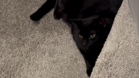 Cute Precious Piper Finds a Secure Spot to Hunker Down - Adopting a Cat from a Shelter Vlog