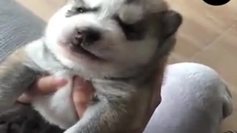 Beautiful puppy howling together owner